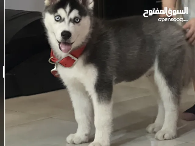 جرو هاسكي سيبيري 3 شهور