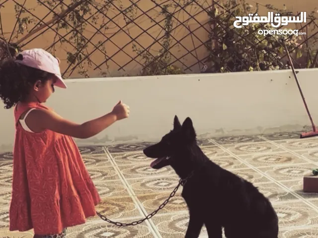 جرو بلاك جاك مدرب german shepherd ذكر جيرمن شيبرد trained ready