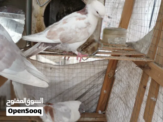 حمام بولندي متوج مكرفت منتج بياض وين المربيين وين  عرطه عرطه وووو
