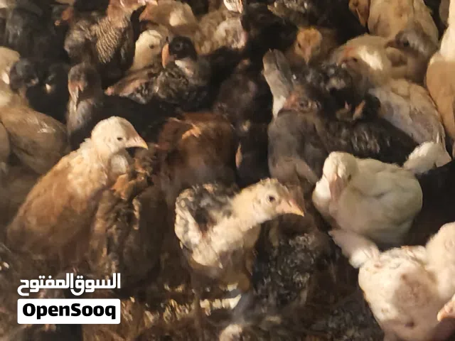 والصلاة والسلام علي رسول الله متاح صييصان بلدى البزره الاصلية ماخدين كل المطاعيم كلها