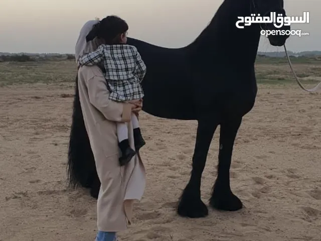 خيول جمال نادره وأصيله