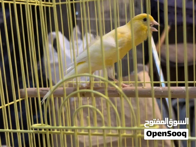 للبيع كناري تغريد قوي ونسم طويل