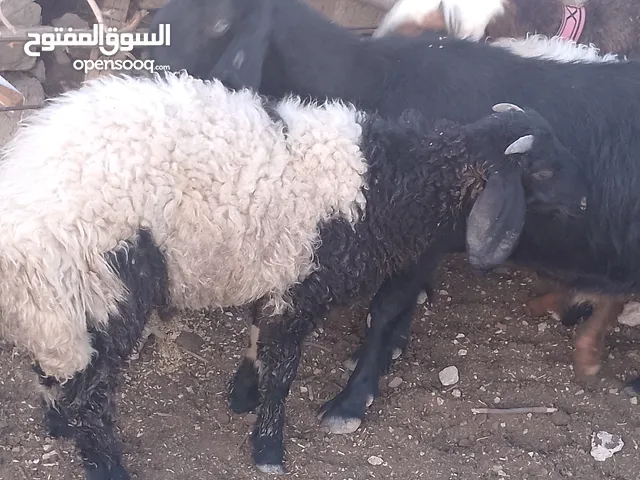 خرفان اثنين ماشاء الله عليهم يوجد مقطع واتس