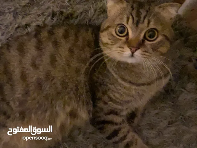 scottish fold male