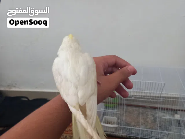 ببغاء كوكتيل مفطوم مروض فل