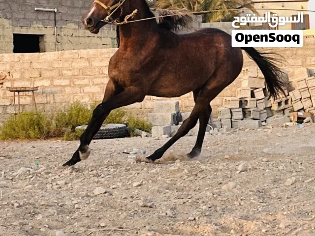 للبيع مهر عربي