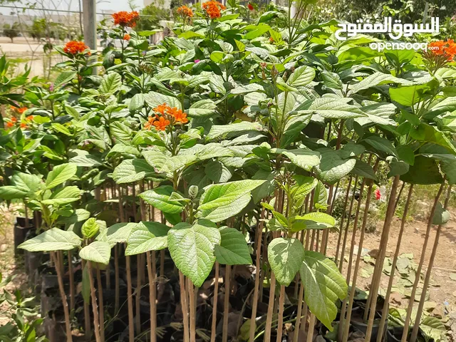 أشجار وشتلات وزهور وتصميم وتنفيذا الحدايق داخل محافظه ظفار وصلاله #####محافظه ظفار ،،،،،أشجار..