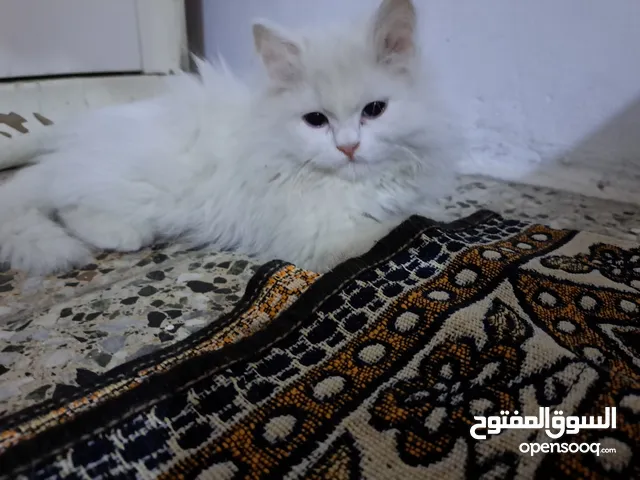 قطة شيرازي عيون زرقاء