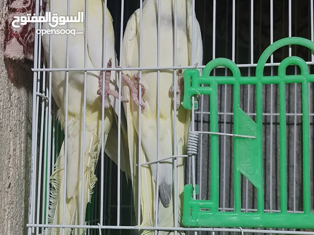 كوكتيل للبيع