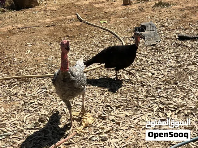 جوز حبش بدايه شغل الديك ازرق