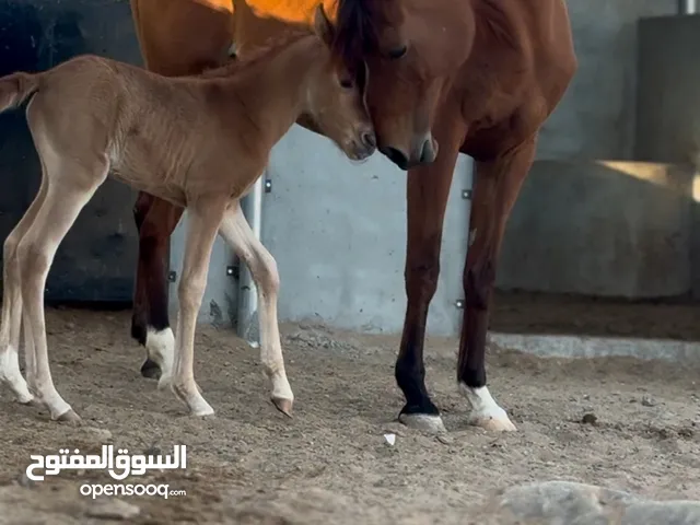 فرس جمال ما شاء الله