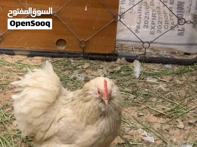 كويه استرالي