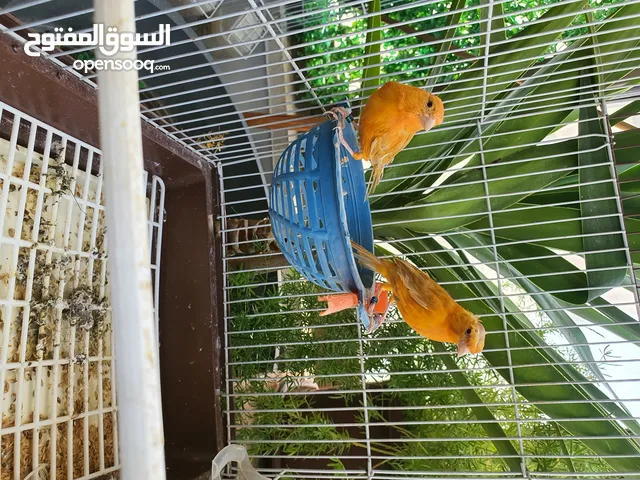 جوز مشمشي الفحل سادة والطيرة مقنبرة