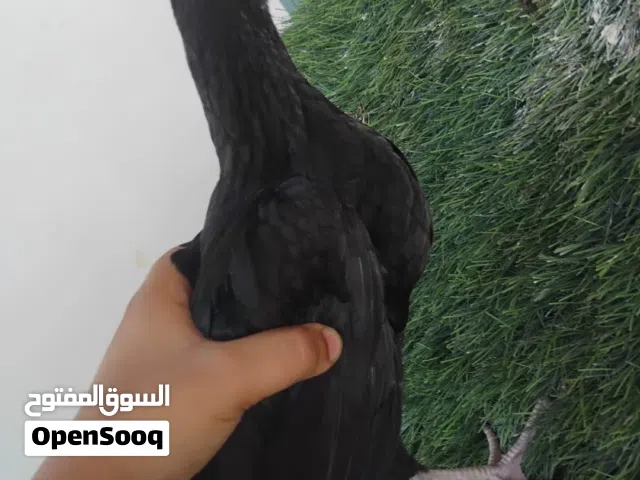 للبيع دجاج الوصف مهم