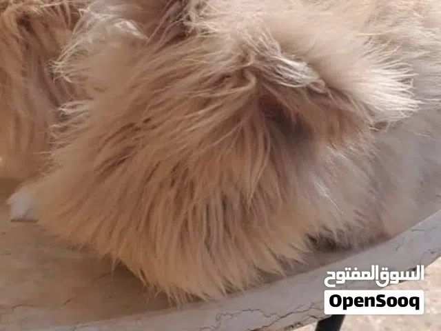 فراخ ميني انقورا بيور صافي عمر 45 يوم