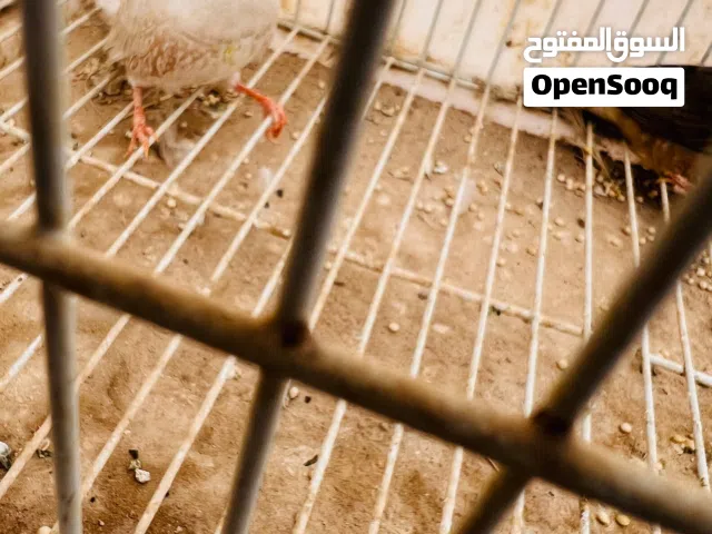 زيبرا للبيع
