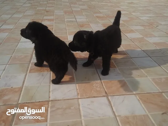 جراوي رويال بلا ك على عمر 25 يوم جراوي رويال بلاك مستوى قوي ذكور وايناس