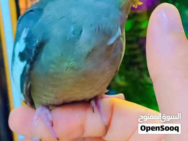 فروخ كوكتيل أليفة جداً هدد - بداية كلام وصحة ممتازة عمر44    وثاني 46 يوم