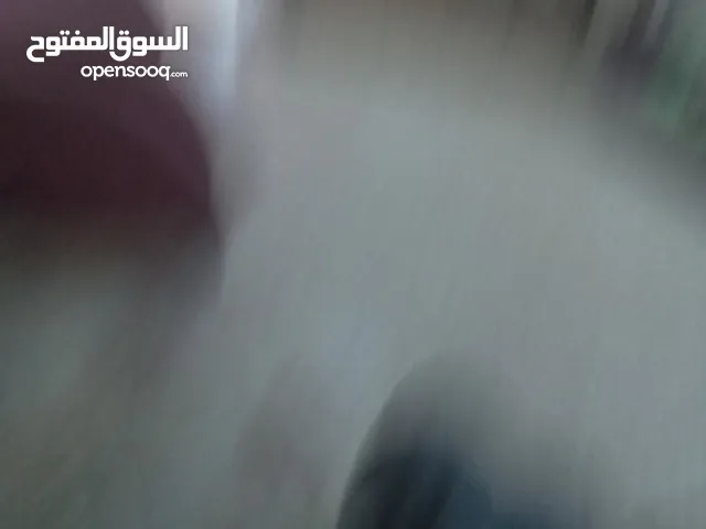 شريك سكن في الاشرفيه