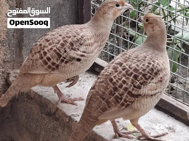 أزواج حجل باكستاني وأزواج صفرد باكستاني الأصفر الجامبو وذكور دجاج الكينجا وحقم وسمان تابع الوصف