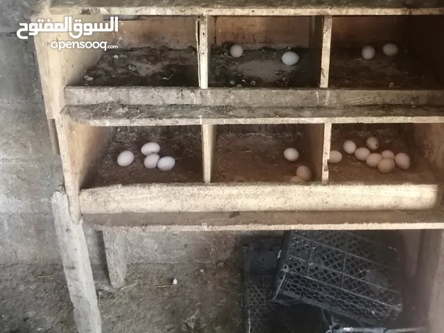 بيض بلدي اقفاص طيور مينا