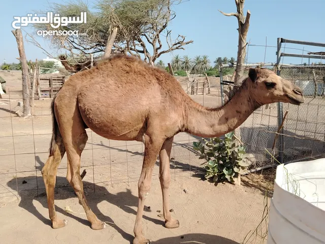 قعود سمين. العمر سنه