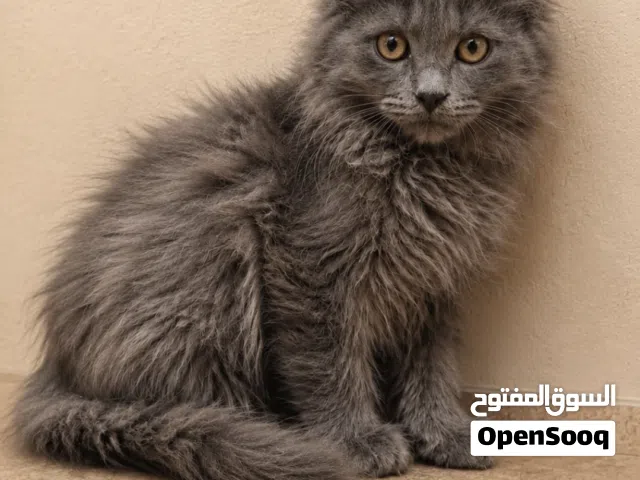 قطه من نوع نيبلونغ رمادي