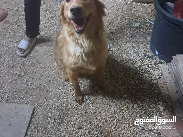 كلب جولدن أنثى
