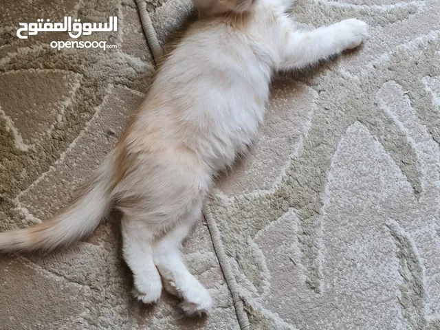 قطط شيرازي ذكور عمر شهرين متعودين علي اللتر بوكس