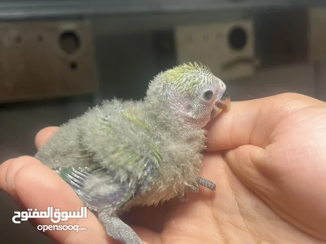 فرخ روز نورمل