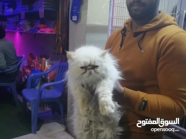 قطط هملايا للبيع او التبني في مصر : افضل سعر