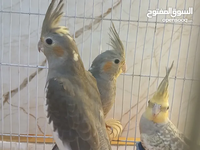 طيور كوكتيل كوكتيل
