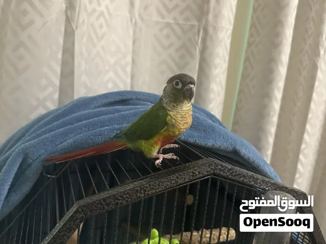 ببغاء كنيور قرين شيك لعوب و هدد داخلي الليف ولعوب ويحب الناس