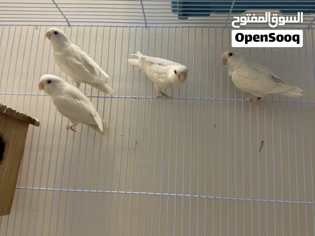 لوفبيرد أزواج صحه ممتازة ألون ابيض