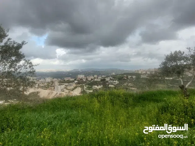 ارض بالعامرية مشجره زيتون