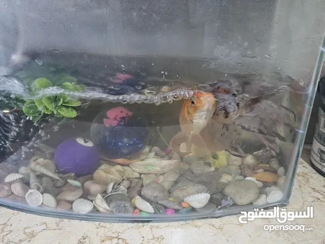 حوض سمك مع فلتر وسمكتين