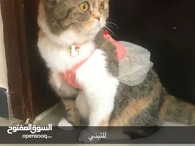برتش شورت هير للتبني