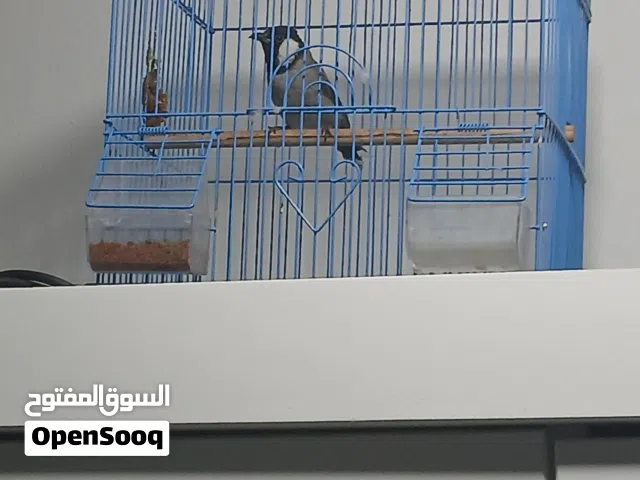 البيع طير بلبل