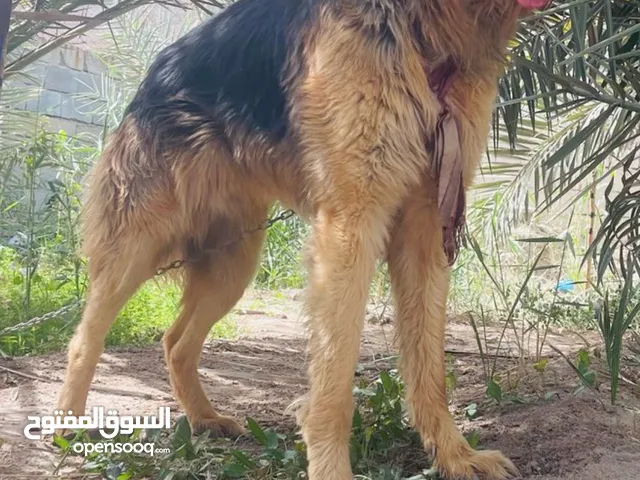 كلب بواليسي جيرمن