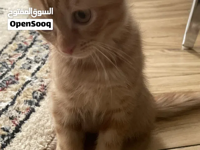 قط سكوتش فولد شهرين