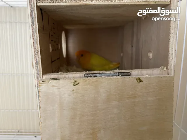 ببغاء روز