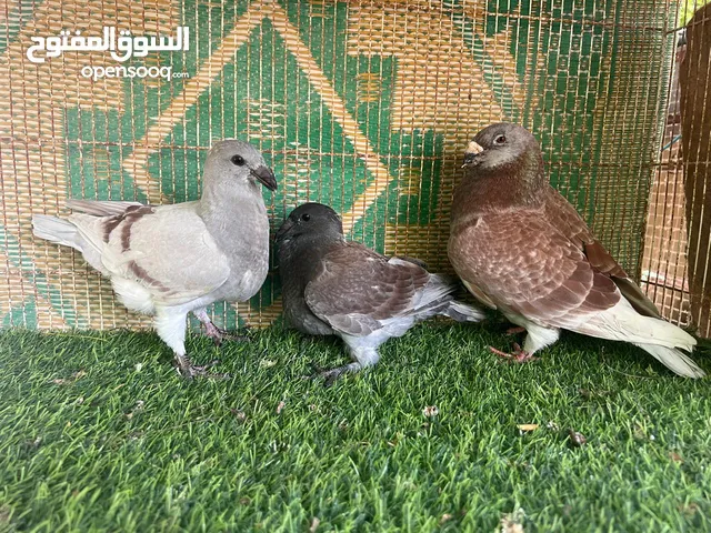 ذكر شوريسر مع فروخه