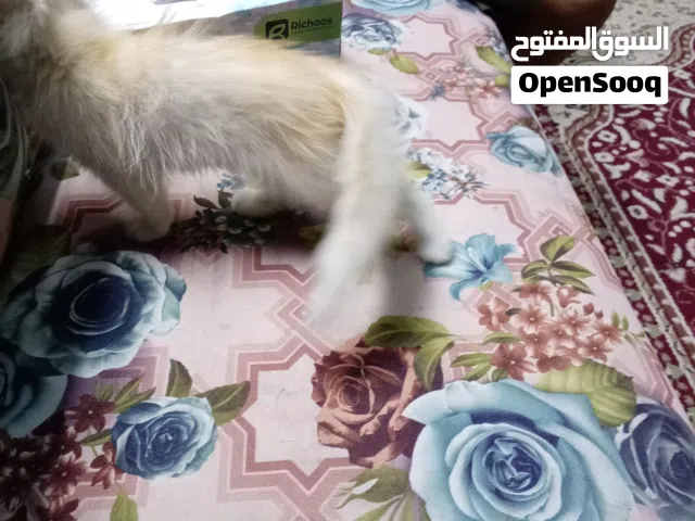 قطه شعراني