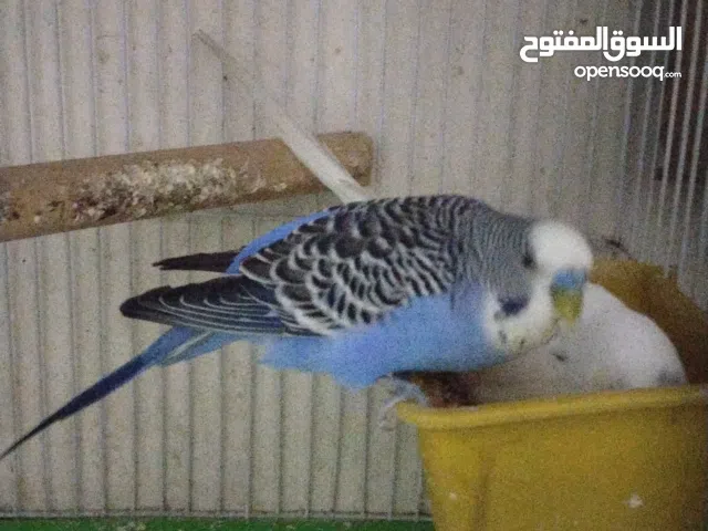 عصافير كوكتيل لاتيني خمسه اجوازوأسترالي  ثلاثه اجواز