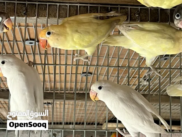 غندور فيشر مال محميه