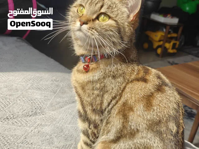 Tiger cat for adoption  قطة تابي للتبني