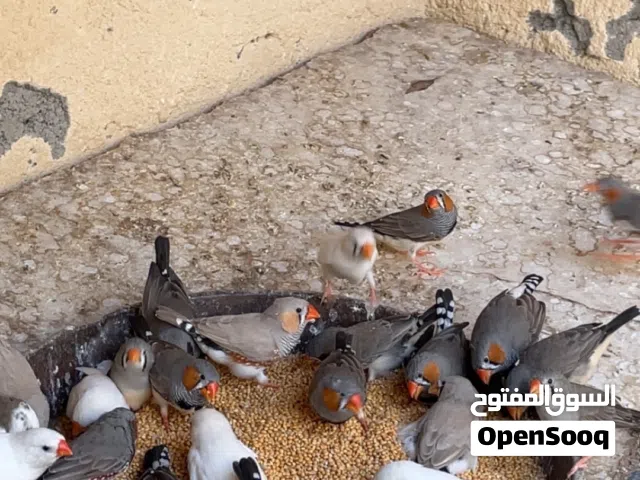 زيبرا محلي للبيع