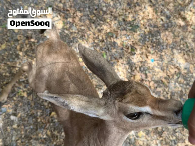 غزال ديماني للبيع