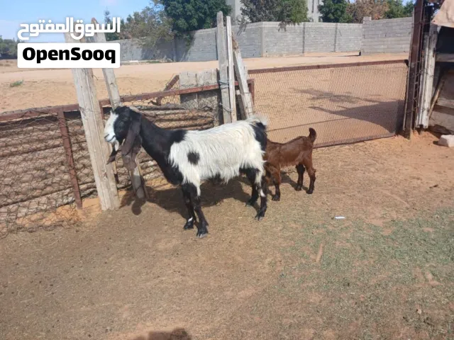 معزها للبيع تحتها جدي ربي يبارك