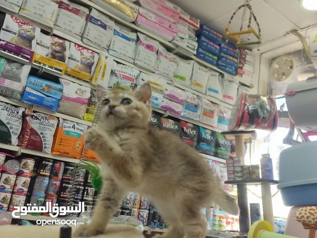 قطه سكوتش جولدن العمر 60 يوم بسعر مغري شامل فل بكج